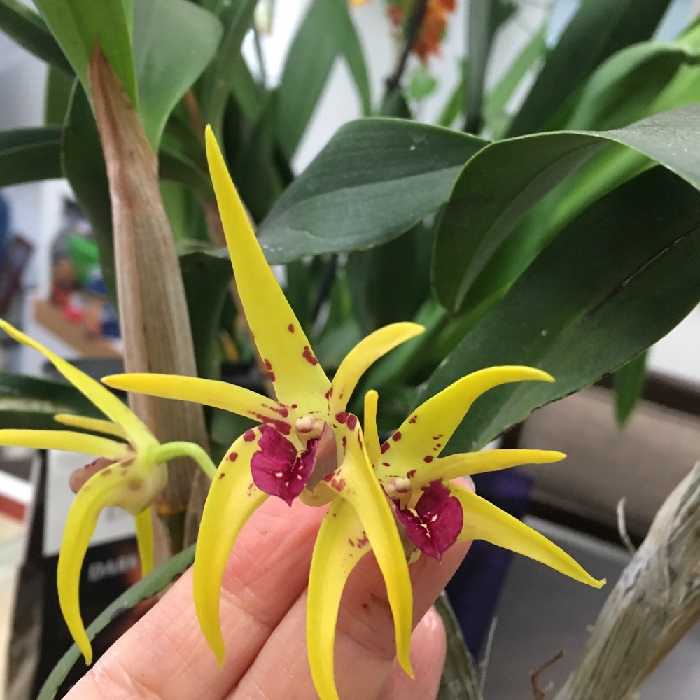 🌼 Rare Australian Dendrobium Orchid ( Only 1 offered this year)_ Collection #3.